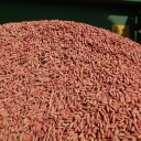 В Крыму впервые за восемь лет начали сев риса