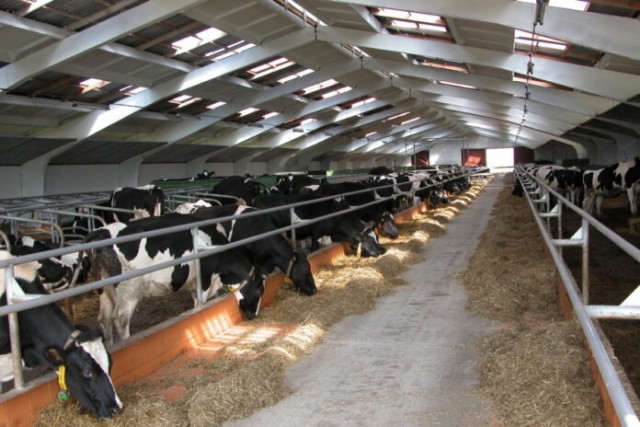 Молочное животноводство в Нижегородской области может остаться без субсидий на закупку техники и обо