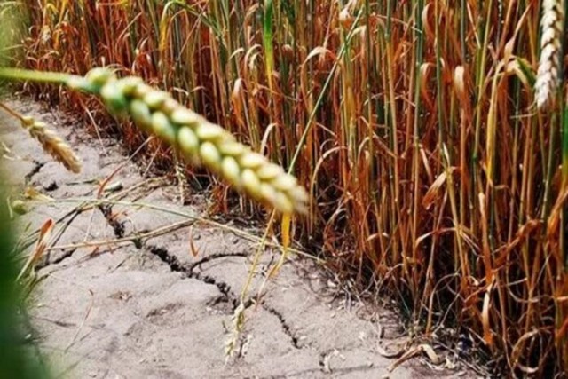 В Курганской области урожай зерновых в текущем году уменьшился на 28% из-за засухи