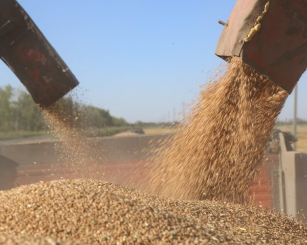 Минсельхоз США понизил прогноз экспорта российской пшеницы