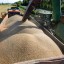 Владимир Путин: Россия может собрать рекордный урожай пшеницы в 2022 году