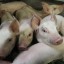 По итогам года производство свинины может вырасти на 5%