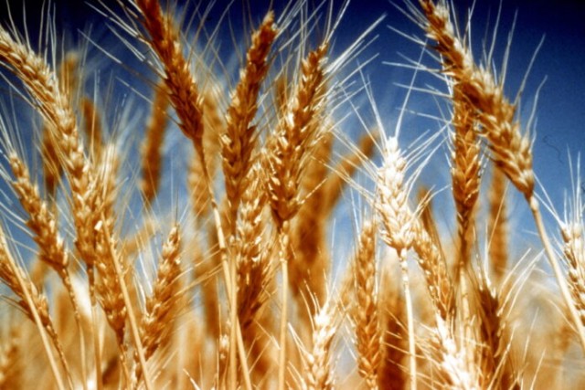 Китайские микробиологи создали пшеницу-мутант