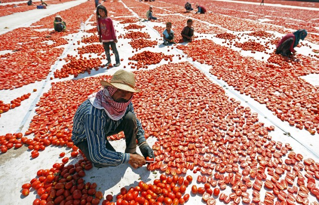 Россия снимает ограничения на поставки турецких томатов