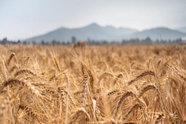 Экспортные цены на российскую пшеницу снизились вслед за мировыми