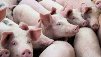 
За 2021 год стадо свиней в Орловской области увеличилось более чем на треть