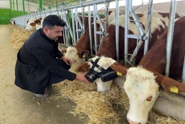 Турецкий фермер увеличил надои своих коров с помощью VR-очков
