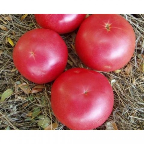 Продам помидоры с грядки от производителя