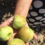 Яблоки крымские оптом 1