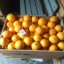 Апельсины Абхазские оптом 0