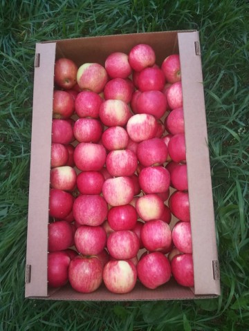Яблоки Белорусские
